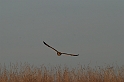 David Plant Photography - Wildlife Photographer - Short-eared owl - A